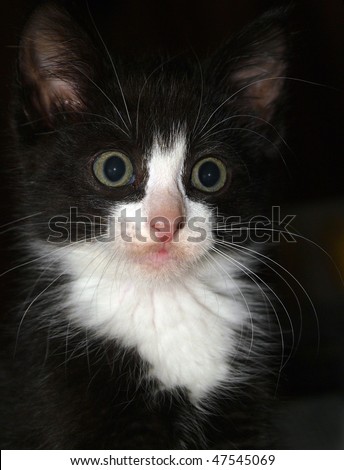 Black and White Kitten Portrait Shot