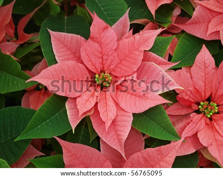 Red Euphorbia