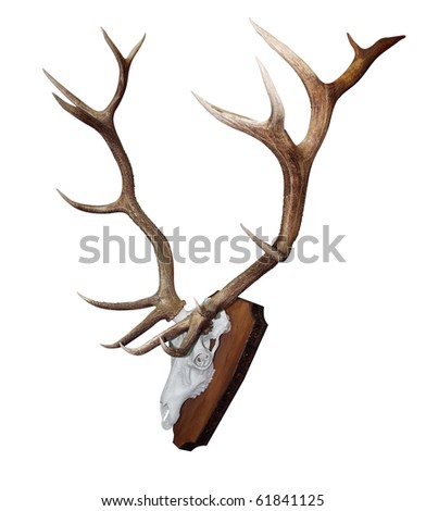 15 Point Mounted Stag Horns isolated with clipping path