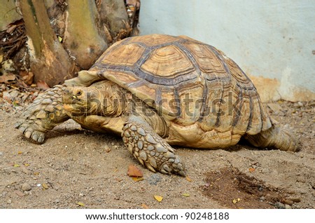 Portrait of Land turtle