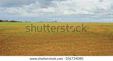 Small green sprouts of cabbage on farmland field with brown soil, clouds in sky in Victoria, Australia