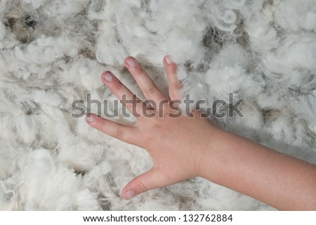 Washed white sheep wool with leftover dirt with kid hand on it
