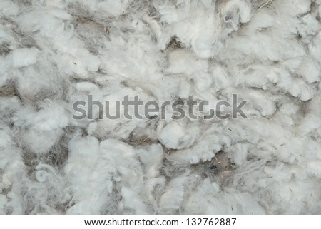 Washed white sheep wool texture with leftover pieces of grass and dirt