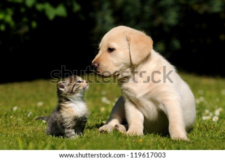 Cat And Dog