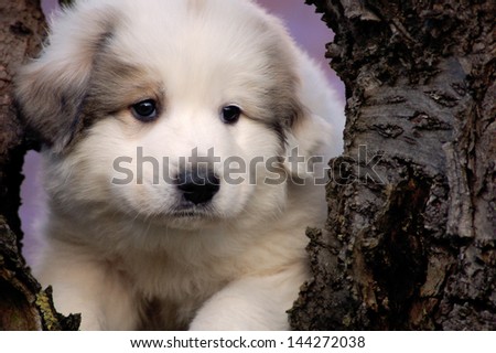 Great pyrenees