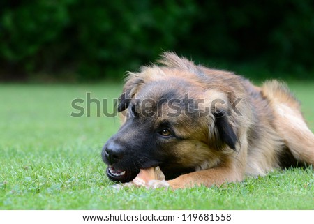 Dog eat