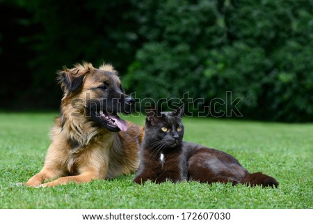 Dog And Cat Lying On Meadow