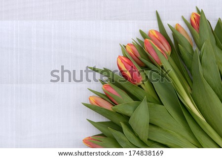 Red tulip on white wood