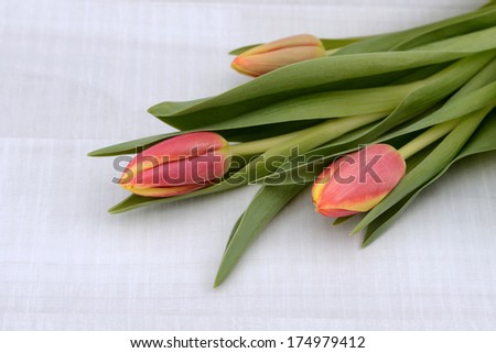 Red tulip on white wood