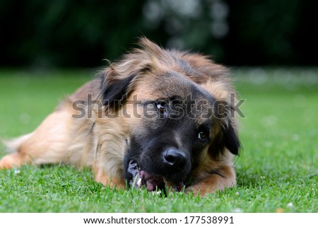 brown dog eats bones on grass