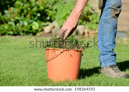 weed control in the garden