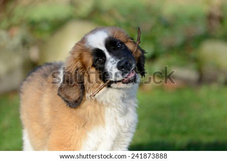 puppy with stick