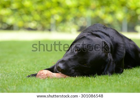 dog lying on Meadow and eating bone