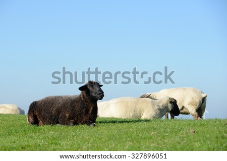 black  sheep and white sheep