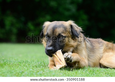 Dog eat bone on meadow