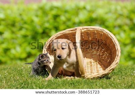 Dog and cat with basket on meadow