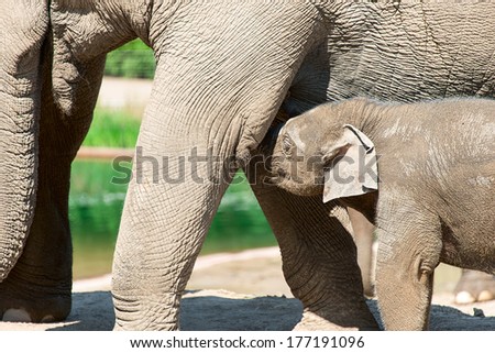 Baby elephant in zoo