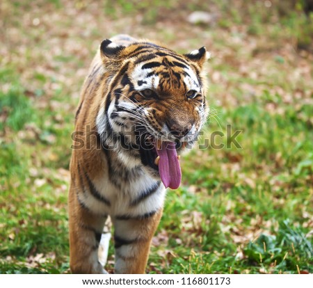 Siberian tiger roars. Wild animal in nature.