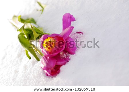 Three purple tulips laying on the snow