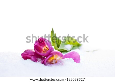 Three purple tulips laying on the snow