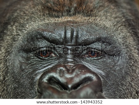 Extreme closeup of gorilla's face with sad facial expression. Shallow depth of field