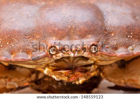 Fresh raw edible brown sea crab also known as Cancer pagurus  isolated on white background