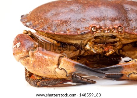 Fresh raw edible brown sea crab also known as Cancer pagurus  isolated on white background