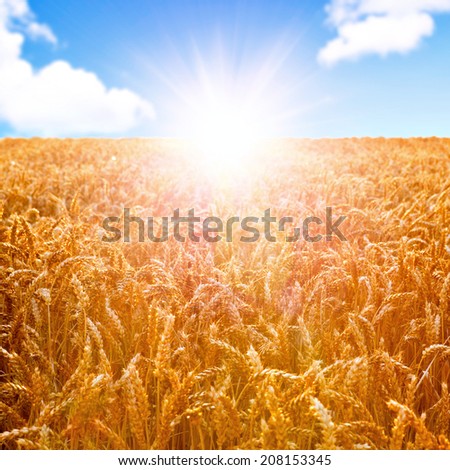 Field of wheat ready to be harvested with beautiful sunset on blue sky background