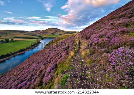 Colorful landscape scenery with a footpath through the hill slope covered by violet heather flowers and green valley, river, mountains and cloudy blue sky on background. Pentland hills, Scotland
