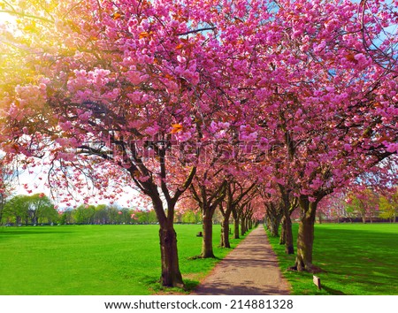 Walk path surrounded with blossoming plum trees at Meadows park, Edinburgh. Colorful spring landscape