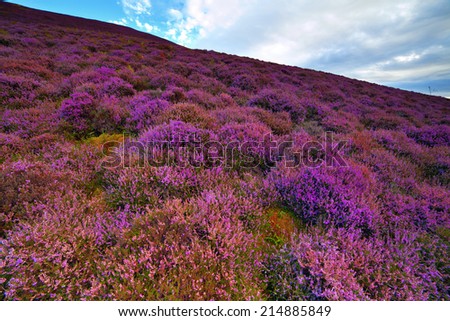 Colorful hill slope covered by violet heather flowers. Pentland hills, Scotland