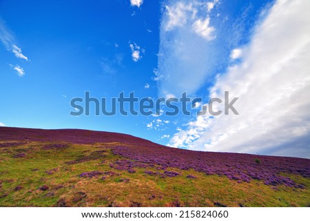 Colorful hill slope covered by violet heather flowers. Pentland hills, Scotland