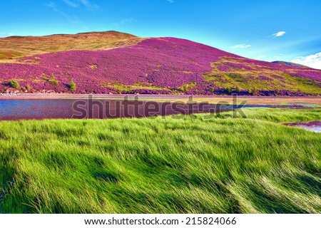 Colorful landscape scenery of hill slope covered by violet heather flowers and green valley, mountains and cloudy blue sky on background. Pentland hills, Scotland