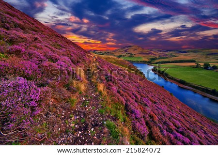 Vivid colorful landscape scenery with a footpath through the hill slope covered by violet heather flowers and green valley, river, mountains and cloudy blue sky on background. Pentland hills, Scotland