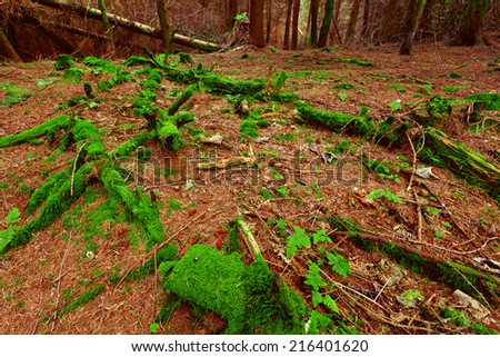 Green moss coats a deadfall in scottish conifer forest