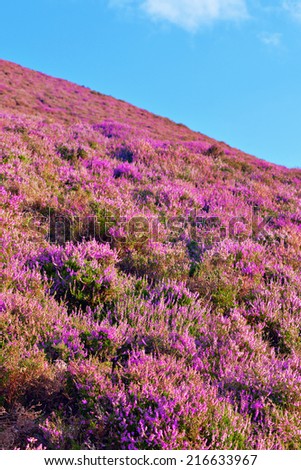 Colorful landscape of hill slope covered by purple heather flowers. Pentland hills, Scotland