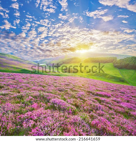 Colorful hill slope covered by violet heather flowers and sun-rays beaming behind the hills. Pentland hills, Scotland