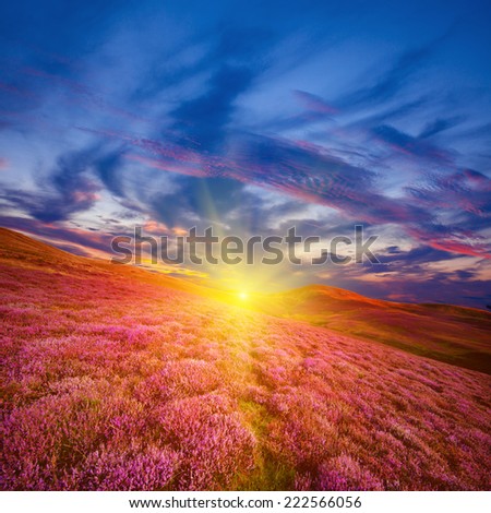 Colorful hill slope covered by violet heather flowers and sun-rays beaming beyond the edge. Pentland hills, Scotland