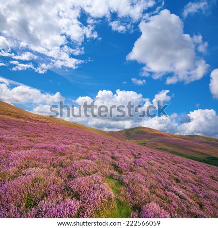 Colorful landscape of hill slope covered by purple heather flowers. Pentland hills, Scotland