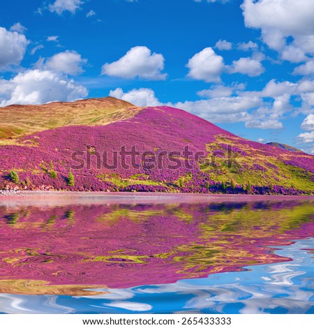 Colorful landscape scenery of hill slope covered by purple heather flowers, mountains and cloudy sky reflected in the water. Pentland hills, Scotland