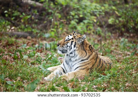 Siberian tiger lays on the grass relaxed. Wild animal in nature.