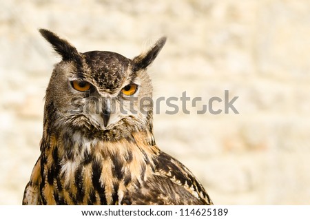 Eurasian Eagle Owl / Portrait of Eurasian Eagle Owl (bubo bubo) also known as the european eagle owl