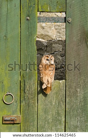 Tawny Owl on barn door / Tawny Owl (strix aluco) perched on barn door also known as Brown Owl