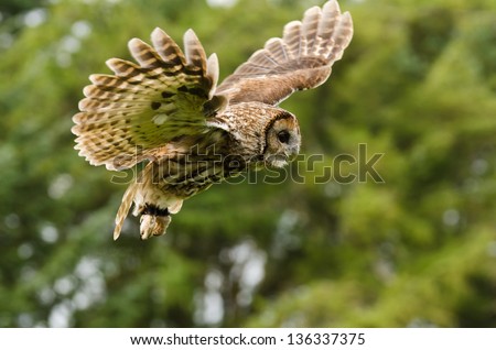 Tawny Owl flying / Tawny or Brown Owl captured in flight