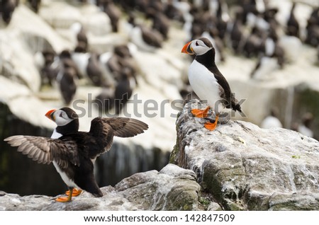 Pair of Puffins / Puffins (fratercula arctica) are a spring visitor to nest on the Farne Islands in the UK