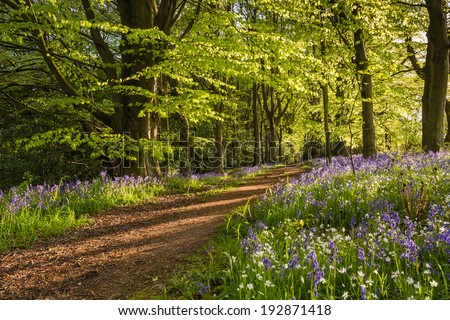 Path through Bluebell Wood / The Morpeth Bluebell Wood in Northumberland known for its fine walks in springtime