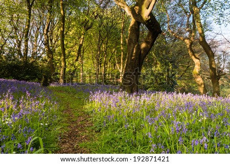Bluebell Wood trail / The Morpeth Bluebell Wood in Northumberland known for its fine walks in springtime