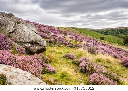 Goathland Moor Heather and Crags / Goathland Moor in the North York Moors National Park is covered in pink-purple heather during September