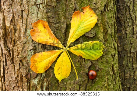 Horse chestnut tree bark,leaf and fruit / Elements of the conker tree in autumns bounty