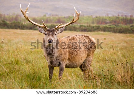 Red Deer Stag (cervus elaphus) / Majestic red deer stag looking directly at camera
